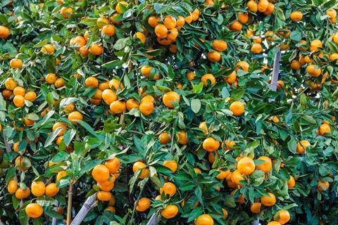 Japanese mandarins on tree
