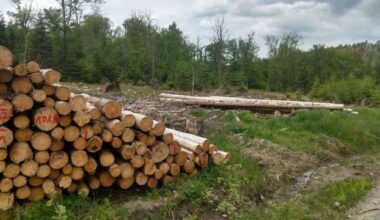 Millionen für die privaten Waldbesitzer