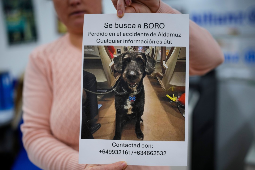 Missing Dog That Captivated Spain Is Found
