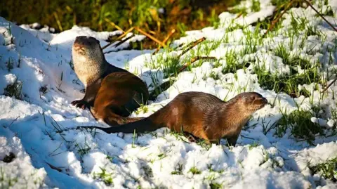 BBC WEATHER WATCHER - NIGEL KELLY Two brown otters standing next to each other among snow and grass on a river bank.