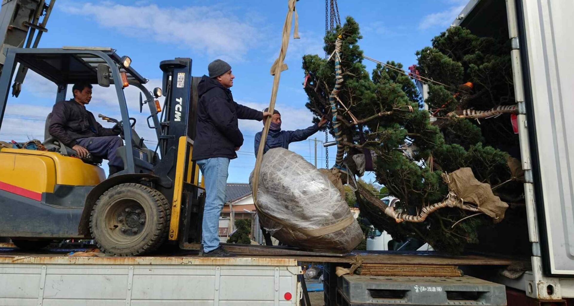 Japan's garden tree growers look beyond Asia to the West