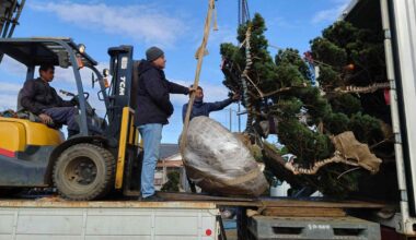 Japan's garden tree growers look beyond Asia to the West