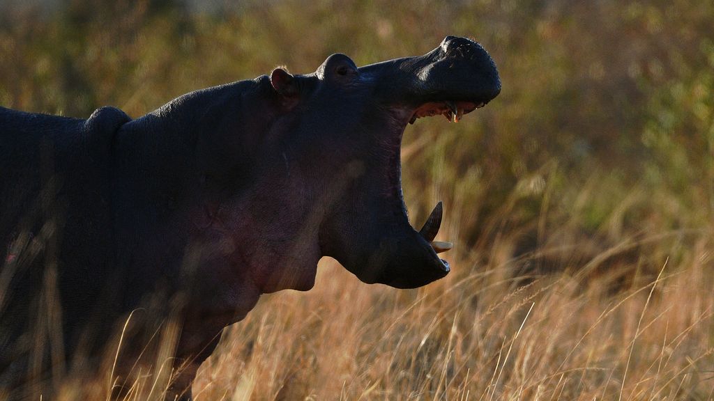 Vier doden bij aanval door nijlpaarden in Kenia