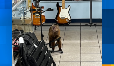 Search underway for monkey who damaged Morristown business, police say