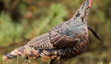 Hunters May Start Buying Spring Turkey Permits Jan. 12 – KCSR / KBPY