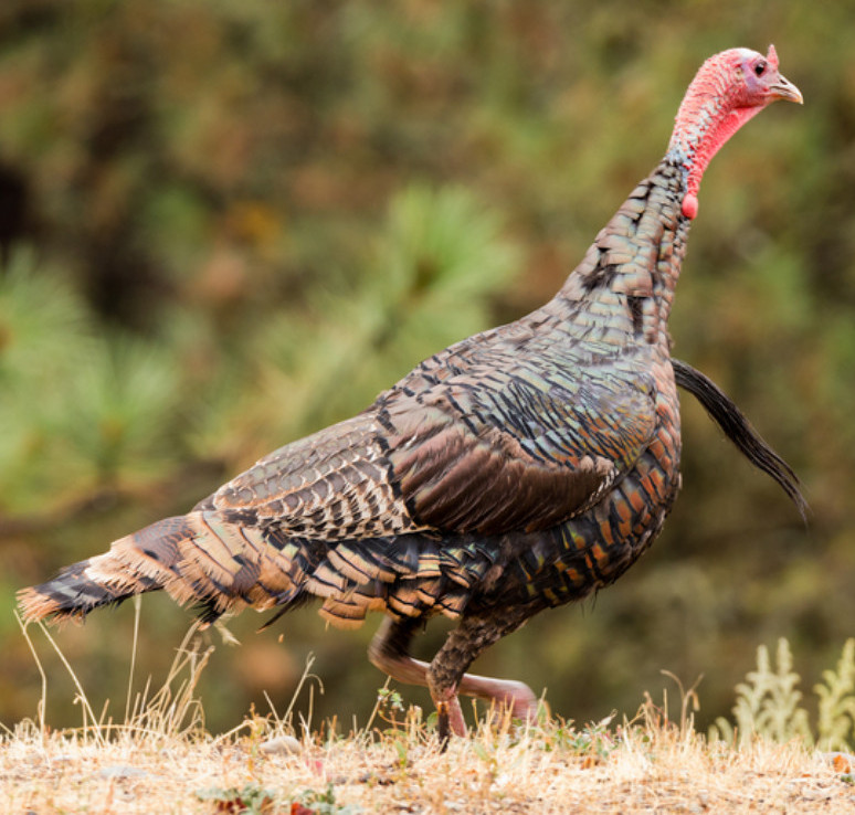 Hunters May Start Buying Spring Turkey Permits Jan. 12 – KCSR / KBPY