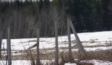 8 Haitian asylum seekers arrested in Hemmingford, Que.