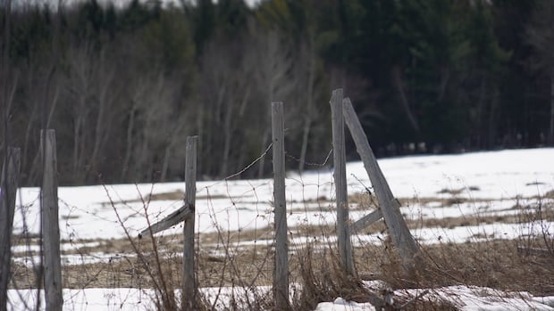 8 Haitian asylum seekers arrested in Hemmingford, Que.