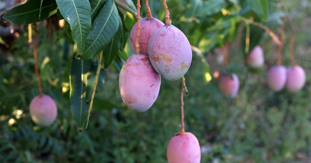 France proposes ban on imports with EU-prohibited pesticide residues | News