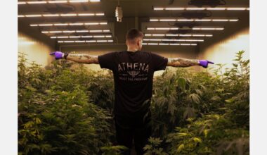 Cannabis social club opens its doors as Malta’s market takes shape