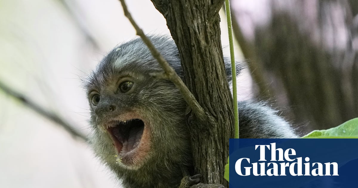 Are crabs animals and should we experiment on monkeys? Major review of Australia’s research code to mull tough questions | Animal welfare