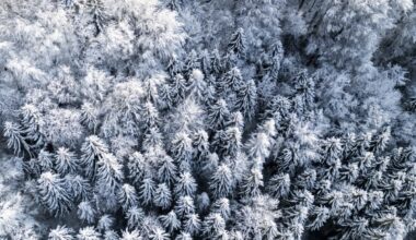 Swiss trees stunted by climate change