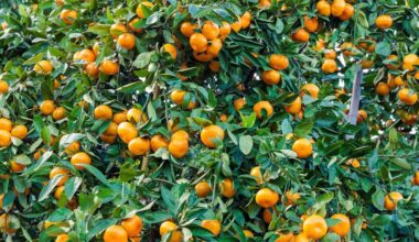 Japan’s domestic mandarin production set to rebound in 2025/26 | News