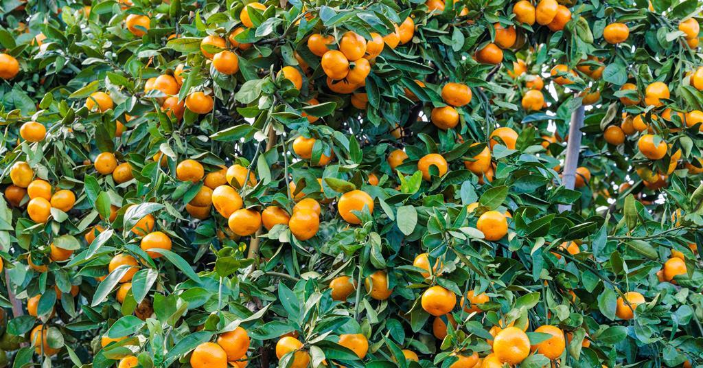 Japan’s domestic mandarin production set to rebound in 2025/26 | News