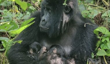 Zeldzame berggorillatweeling geboren in oudste nationale park van Afrika