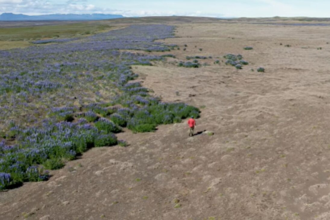 Entenda como a planta invasora lupina na Islândia freia a desertificação na Islândia, impulsiona a restauração ecológica e ameaça espécies nativas.