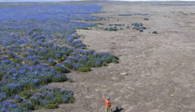Invasive plant paints Iceland