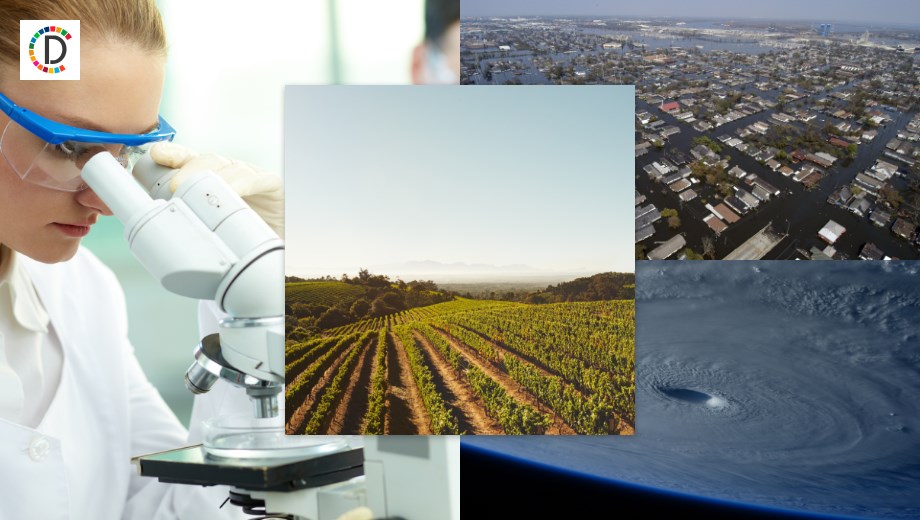 Rethinking Rover's Bowl: The Environmental Impact of Dog Food