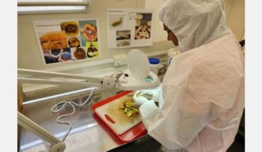 New Zealand intensifies surveillance after Queensland fruit fly find in Auckland