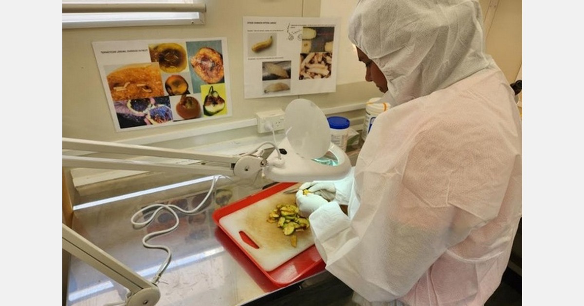 New Zealand intensifies surveillance after Queensland fruit fly find in Auckland