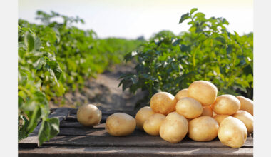 Spain highlights pressure on European potato market from imports