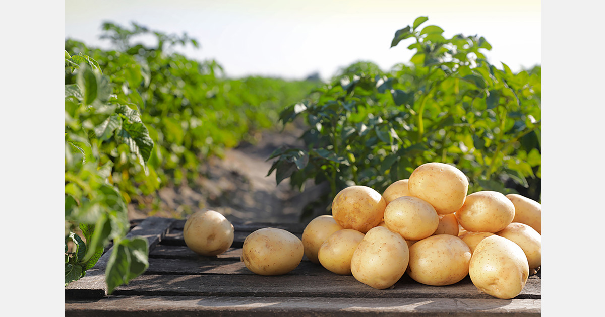 Spain highlights pressure on European potato market from imports