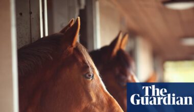 Horses can smell fear in humans, researchers say | Animal behaviour