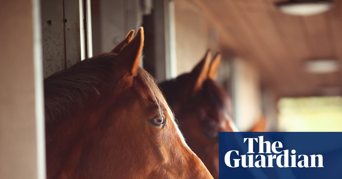 Horses can smell fear in humans, researchers say | Animal behaviour