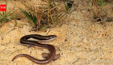 A lizard with no arms just back limbs discovered in Australia |