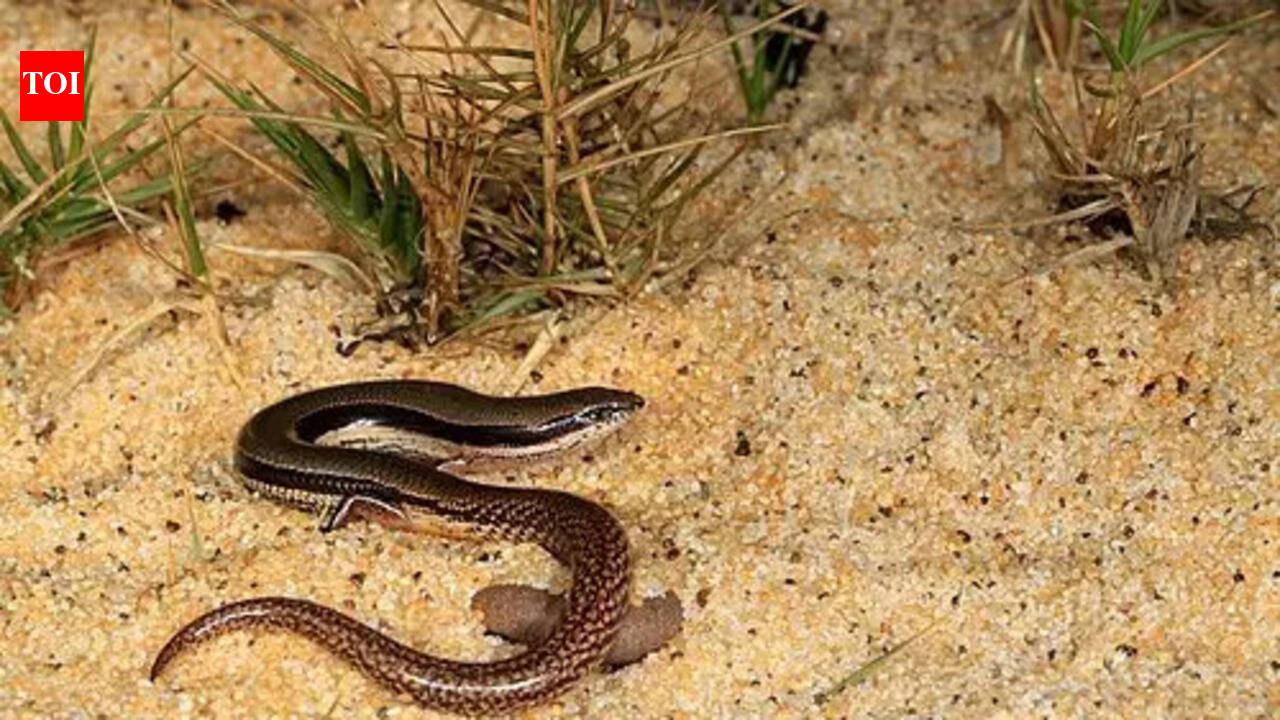 A lizard with no arms just back limbs discovered in Australia |