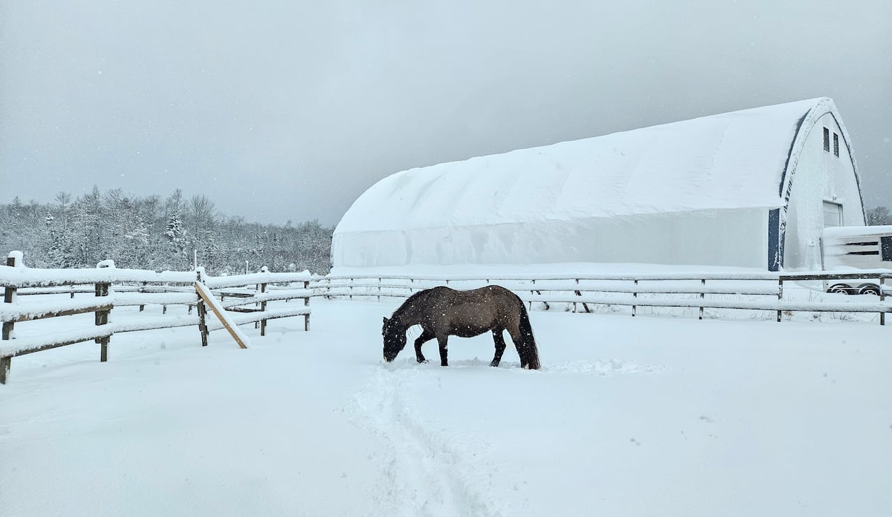 A horse stands in a snowy pasture. A large barn can be seen snow-covered in the background.