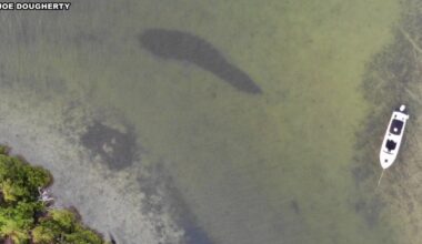 Proposed cruise port near Sunshine Skyway sparks environmental concerns in Manatee County