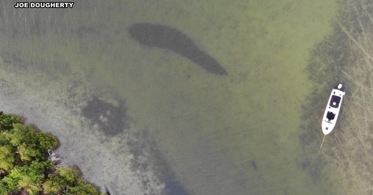 Proposed cruise port near Sunshine Skyway sparks environmental concerns in Manatee County