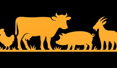 Romania plans to revive its livestock sector, slaughterhouses face raw material shortage