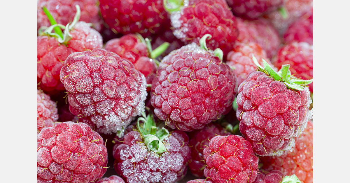 Ukraine develops modern berry processing for European markets
