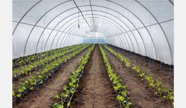 Ireland announces extension for horticultural schemes