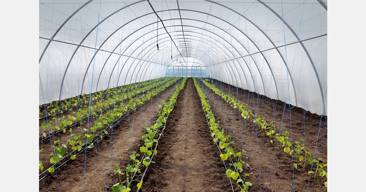 Ireland announces extension for horticultural schemes