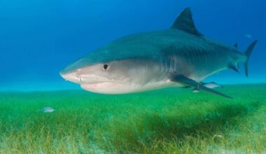 UH scientists investigate Sharktober, confirm spike in tiger shark bites in October : Kauai Now