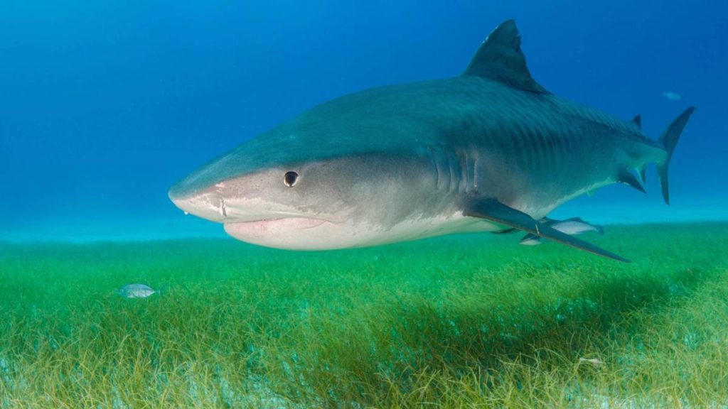 UH scientists investigate Sharktober, confirm spike in tiger shark bites in October : Kauai Now