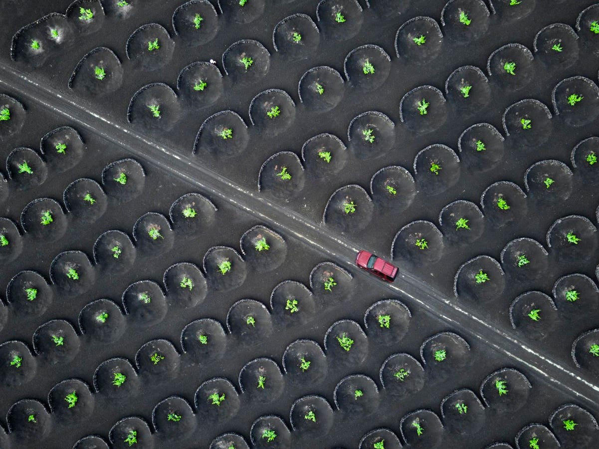 These Volcanic Vineyards In Spain Might Be The Most Unusual In The World