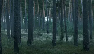 15 gadus vecās Olgas dzīvi aprāva klasesbiedru pastrādātā slepkavība