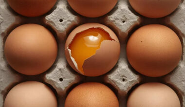 UAE Becomes Russia’s Largest Buyer Of Chicken Eggs