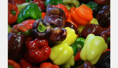Almería accounts for six out of ten peppers exported by Spain