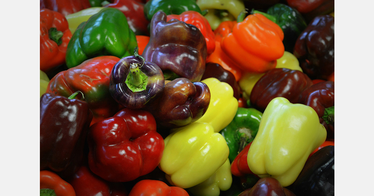 Almería accounts for six out of ten peppers exported by Spain