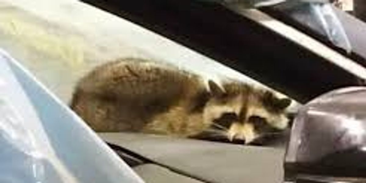 Unusual traveler, a raccoon "went" by car to Belarus