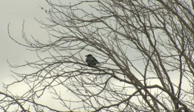 Scientists detect decline in bird population in the Bay Area: Here's what can be done