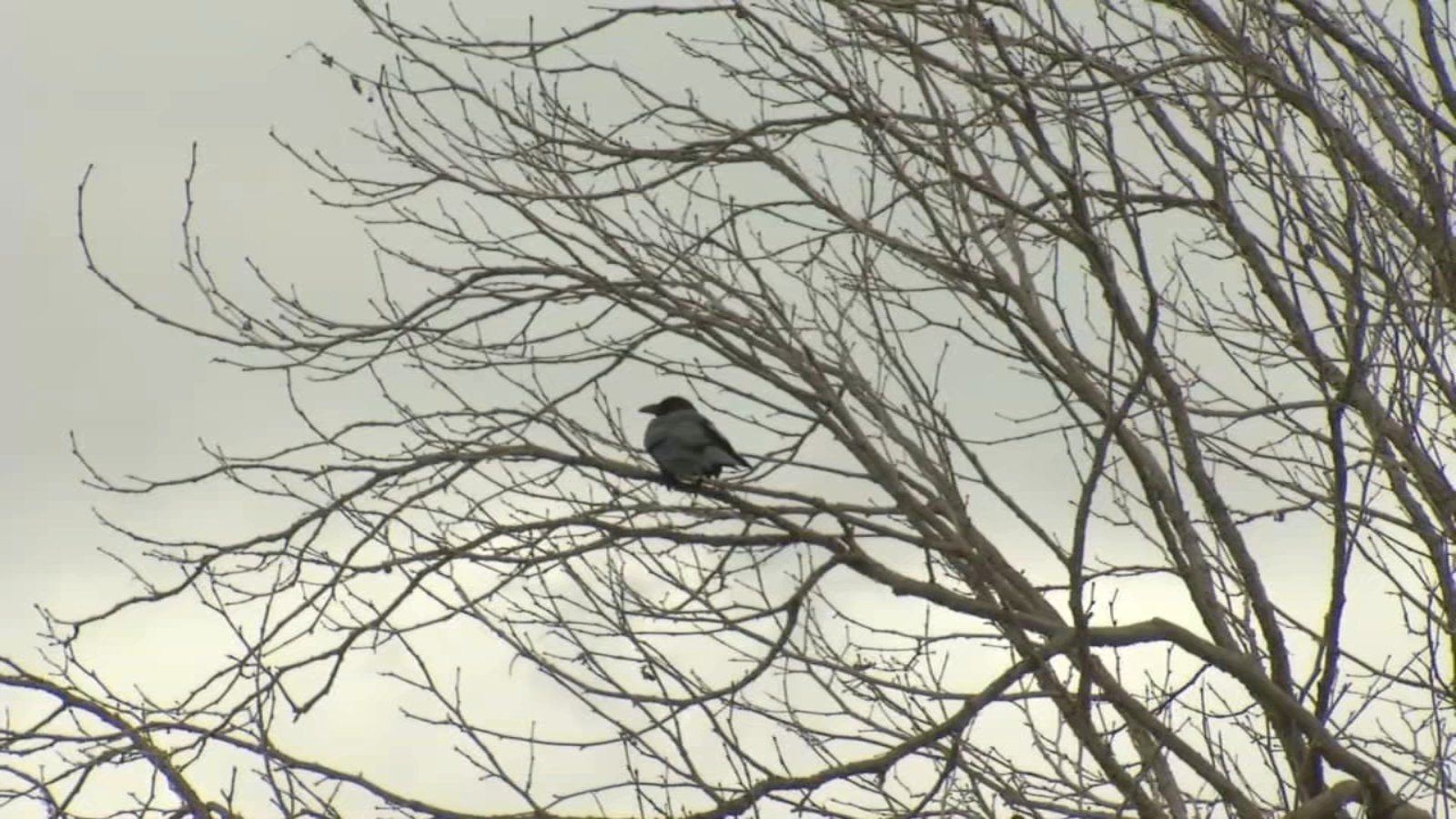 Scientists detect decline in bird population in the Bay Area: Here's what can be done