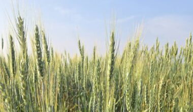 Agriculture Canada research centres cut, unions report