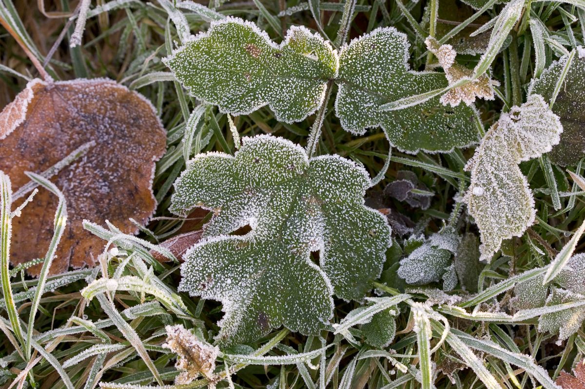 Frosty grass stock photo