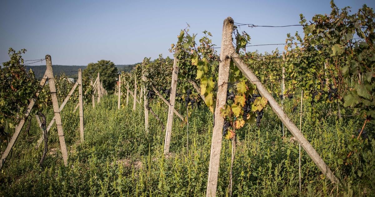 Park up and pour a glass: Slovakia plans caravan stays in vineyards